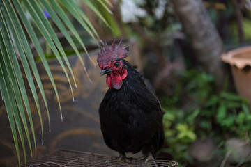 Beautiful chicken in garden