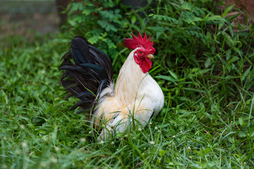 Beautiful chicken in garden