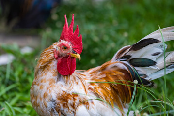 Beautiful chicken in garden