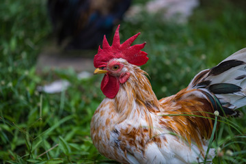 Beautiful chicken in garden