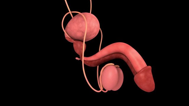 visualization of male reproductive organs.