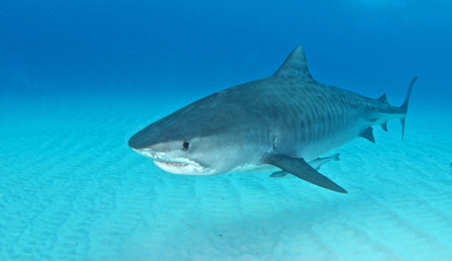 Fototapeta premium Tiger shark