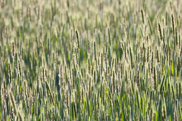 Cornfield