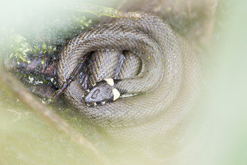 Grass Snake (Natrix natrix)