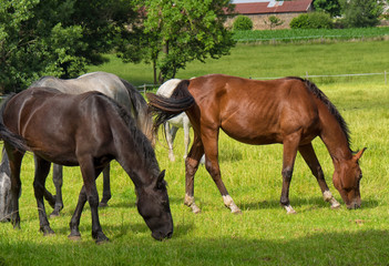 Naklejka na ściany i meble beautiful horses in a meadow