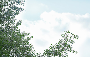 Tree branches with green leaves on sky background