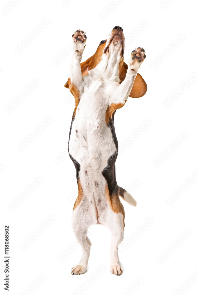 Wall mural Beagle dog jumping isolated on white