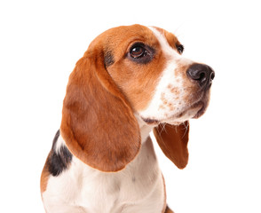 Beagle dog isolated on white