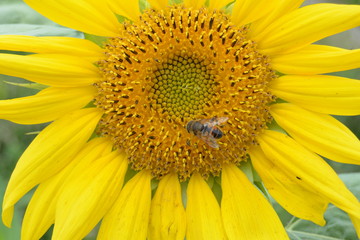 Obraz premium Sonnenblume mit Biene