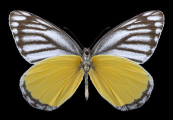 Butterfly Delias agostina (underside) on a black background