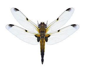 Dragonfly Libellula quadrimaculata (f. praenubila) (four-spotted chaser) (female) on a white background