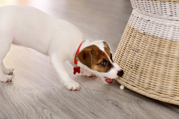 Cute small dog Jack Russell terrier playing with ball