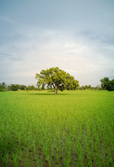 Trees in rice fields. Plant trees in paddy fields. Beautiful sky.