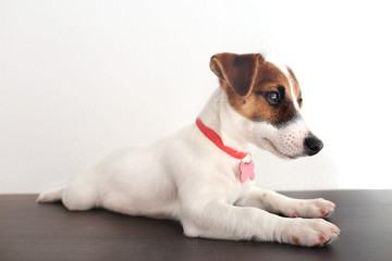 Cute small dog Jack Russell terrier on light background