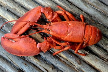 Boiled Lobster: Red on a rustic wood table background, close-up.