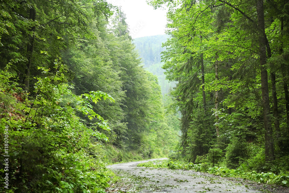 Sticker Road in mountain forest