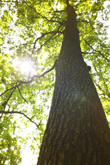 Magnificent tree trunk on sky background