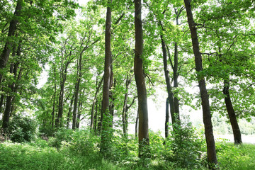 Fototapeta na wymiar Green trees in summer forest