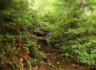 Wild path in mountain forest