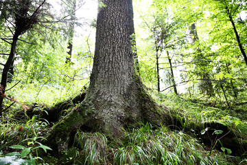 Wild green forest