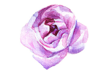 Beautiful Pink flower, Watercolor painting