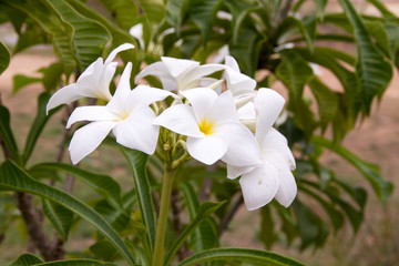 Plumeria Pudica flowers
