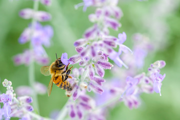 Honeybee collecting pollen