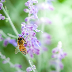 Honeybee collecting pollen
