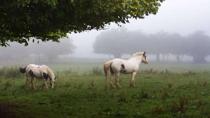 Fototapeta na wymiar Horses in the morning field