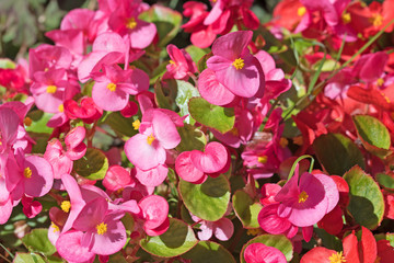 Eisbegonien, Semperflorens-Begonien, Gottesaugen