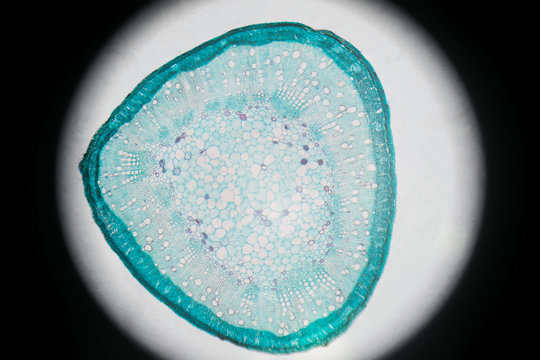 Microscopic photography of Steam of Cotton, cross section.