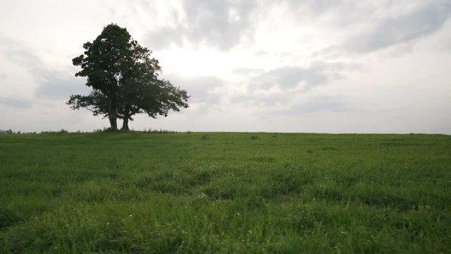 oak and maple grow together on green field in sunset light walking side tracking shot with stabilizer