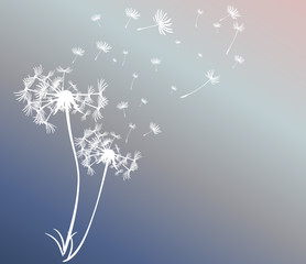 abstract card with dandelions vector background
