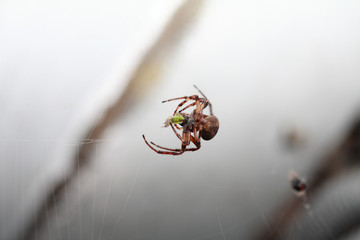 паук споймал в свою паутину ночную бабочку