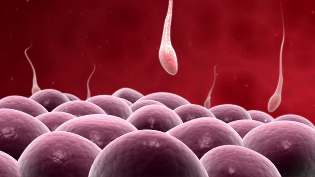 Microscopic visualization of fertilization.