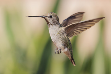 Fototapeta na wymiar Cute humming bird