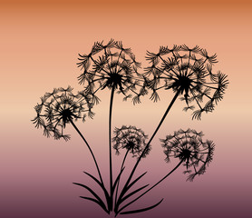 Obraz premium abstract card with dandelions vector background