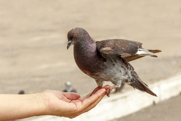 beautiful gray pigeon on a hand