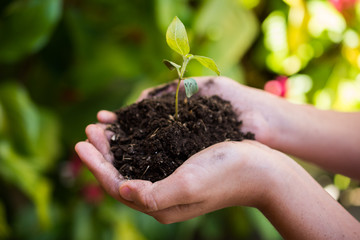little girl with a tree sprout, tree sprout on hands