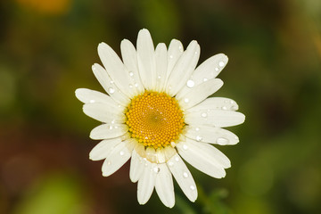 Fototapeta premium one daisy with drops on a green background