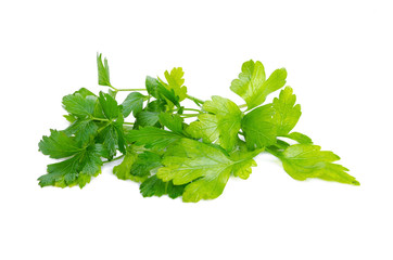 Coriander bunch isolated on white