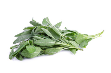 Sage plant on a white background