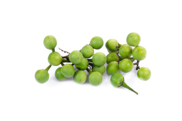 turkey berry isolated in white background