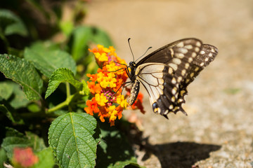 butterfly