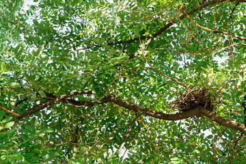 Fototapeta premium Nest on a tree.
