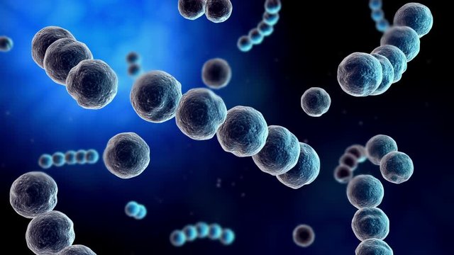 Microscopic visualization of streptococcus.