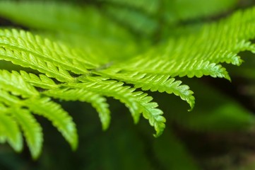 Close up of fern leaf