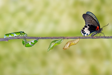 Life cycle of female great mormon butterfly from caterpillar