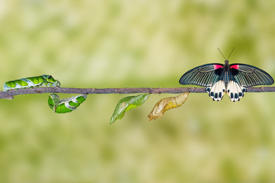 Life cycle of female great mormon butterfly from caterpillar