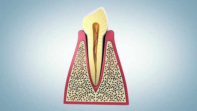 Cross-section of a healthy human tooth.